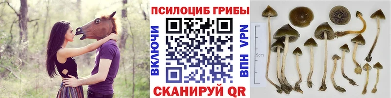 Псилоцибиновые грибы GOLDEN TEACHER  купить наркотик  Троицк 